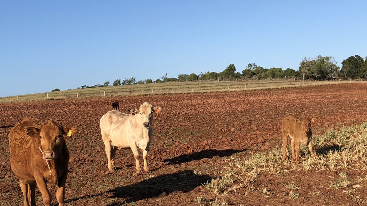 A farm during drought